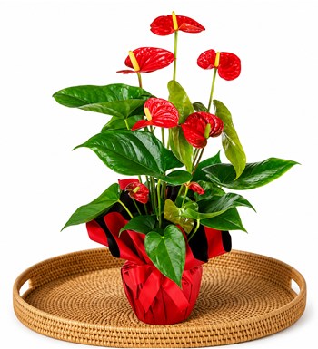 Antoryum - Anthurium