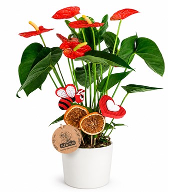 Antoryum - Anthurium Beyaz Nora