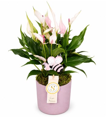 Antoryum - Anthurium Lily