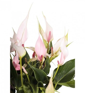 Antoryum - Anthurium Lily görsel 2