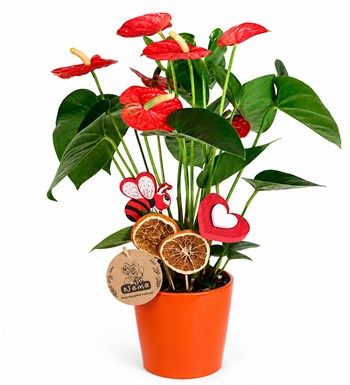Antoryum - Anthurium Turuncu Nora