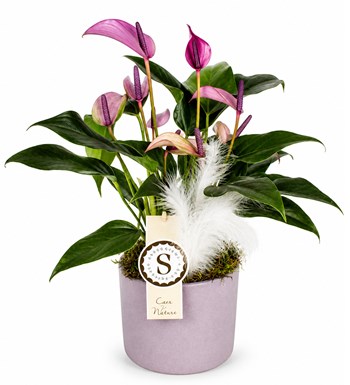 Antoryum - Anthurium Zuzu