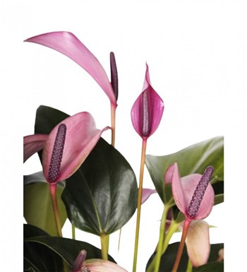 Antoryum - Anthurium Zuzu görsel 2