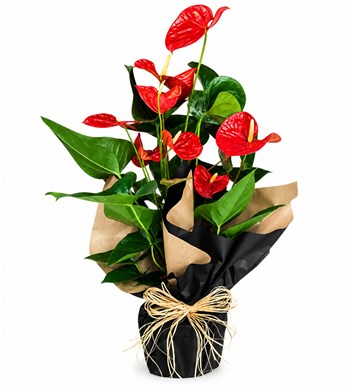 Antoryum - Anthurium