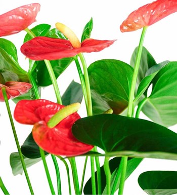 Antoryum - Anthurium görsel 2