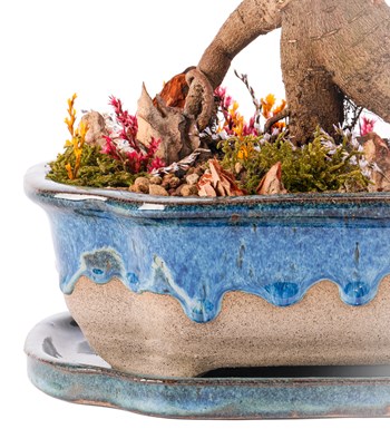 Art of Ceramic Series - Ficus Ginseng Bonsai Tasarım görsel 2