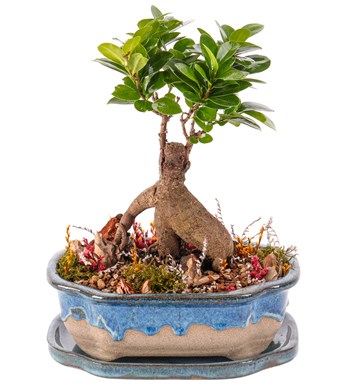 Art of Ceramic Series - Ficus Ginseng Bonsai Tasarım görsel 3