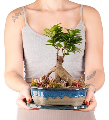 Art of Ceramic Series - Ficus Ginseng Bonsai Tasarım görsel 4
