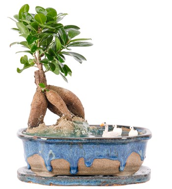 Art of Ceramic Series - Ficus Ginseng Bonsai Teraryum görsel 2