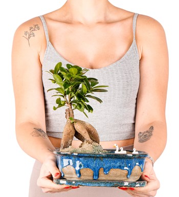 Art of Ceramic Series - Ficus Ginseng Bonsai Teraryum görsel 4
