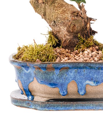 Art of Ceramic Series - S Gövde Ficus Ginseng Bonsai Tasarım görsel 2