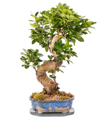 Art of Ceramic Series - S Gövde Ficus Ginseng Bonsai Tasarım görsel 3