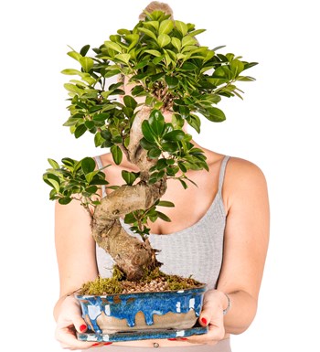 Art of Ceramic Series - S Gövde Ficus Ginseng Bonsai Tasarım görsel 4