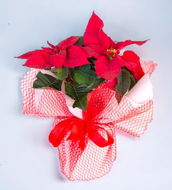 Atatürk Çiçeği (Poinsettia) görsel 2