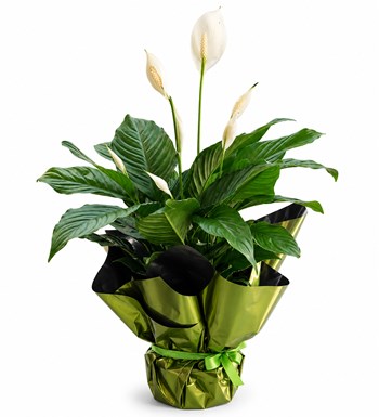 Barış Çiçeği - Spathiphyllum Ambalajlı
