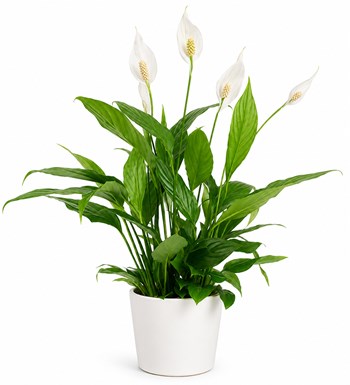 Barış Çiçeği - Spathiphyllum Beyaz Nora