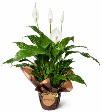 Barış Çiçeği - Spathiphyllum