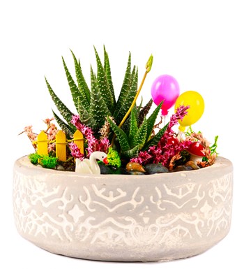 Beton Saksıda Balonlu Haworthia Teraryum