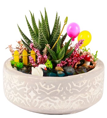 Beton Saksıda Balonlu Haworthia Teraryum görsel 2