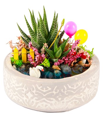 Beton Saksıda Balonlu Haworthia Teraryum görsel 3