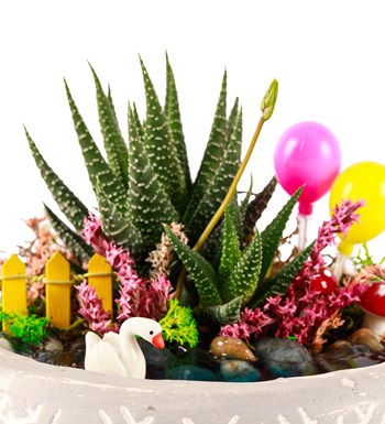 Beton Saksıda Balonlu Haworthia Teraryum görsel 4