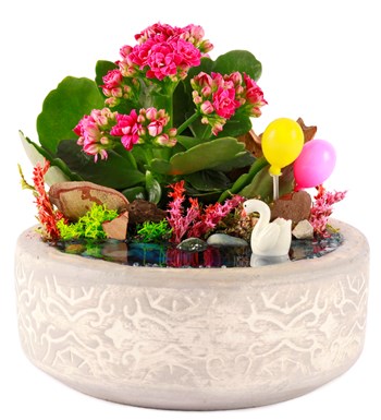 Beton Saksıda Balonlu Kalanchoe Teraryum