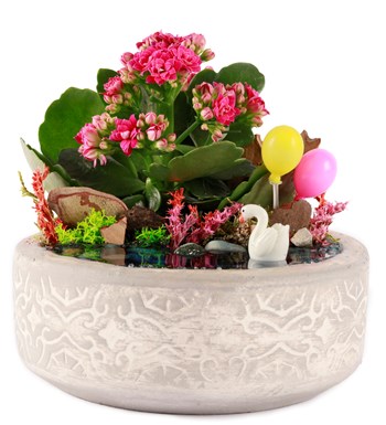 Beton Saksıda Balonlu Kalanchoe Teraryum görsel 3