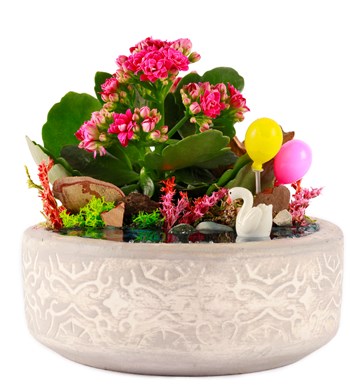 Beton Saksıda Balonlu Kalanchoe Teraryum görsel 2