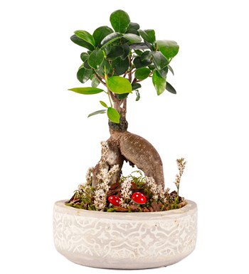 Beton Saksıda Bonsai Tasarım görsel 2