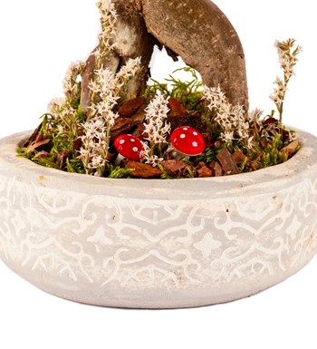 Beton Saksıda Bonsai Tasarım görsel 3