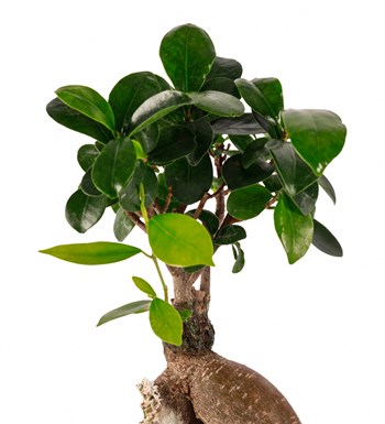 Beton Saksıda Bonsai Tasarım görsel 4