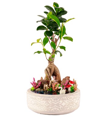 Beton Saksıda Bonsai Teraryum