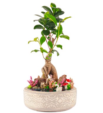 Beton Saksıda Bonsai Teraryum görsel 2