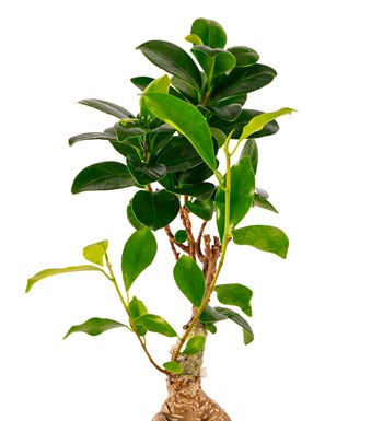 Beton Saksıda Bonsai Teraryum görsel 3