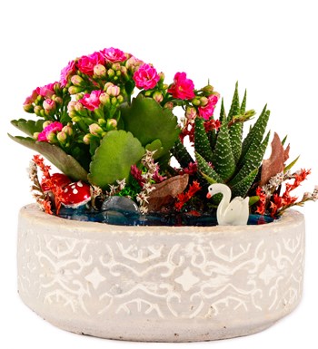 Beton Saksıda Haworthia ve Kalanchoe Teraryum