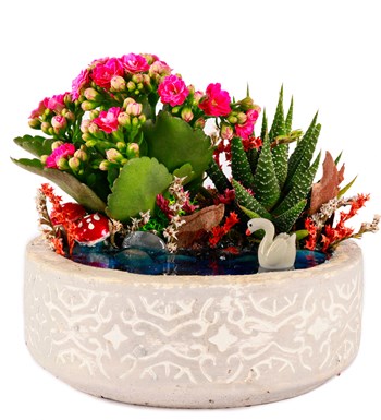 Beton Saksıda Haworthia ve Kalanchoe Teraryum görsel 2
