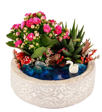 Beton Saksıda Haworthia ve Kalanchoe Teraryum görsel 3