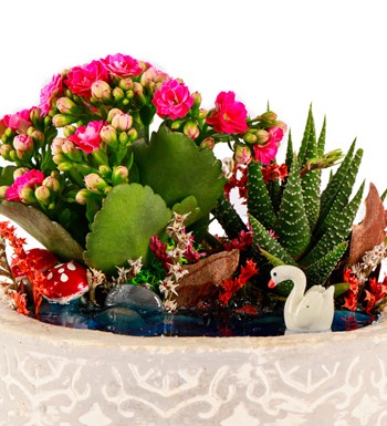 Beton Saksıda Haworthia ve Kalanchoe Teraryum görsel 4