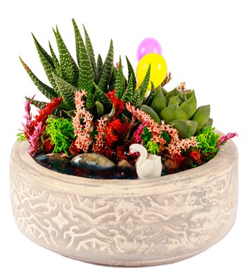 Beton Saksıda Haworthia ve Sukulent Teraryum
