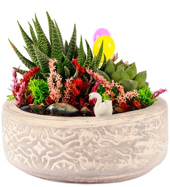 Beton Saksıda Haworthia ve Sukulent Teraryum görsel 2