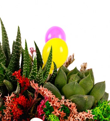 Beton Saksıda Haworthia ve Sukulent Teraryum görsel 3