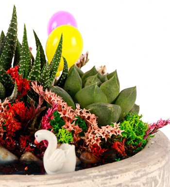 Beton Saksıda Haworthia ve Sukulent Teraryum görsel 4