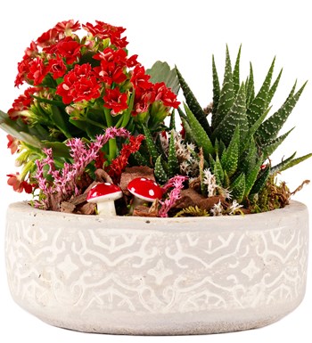 Beton Saksıda Kalanchoe ve Haworthia Tasarım görsel 2