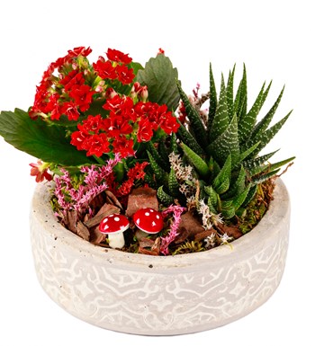 Beton Saksıda Kalanchoe ve Haworthia Tasarım görsel 3