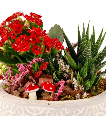 Beton Saksıda Kalanchoe ve Haworthia Tasarım görsel 4