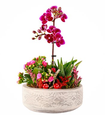 Beton Saksıda Orkide, Kalanchoe ve Haworthia Tasarım görsel 2