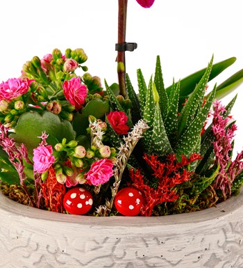 Beton Saksıda Orkide, Kalanchoe ve Haworthia Tasarım görsel 3
