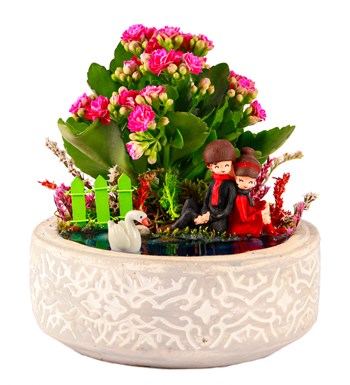 Beton Saksıda Sırt Sırta Kalanchoe Teraryum