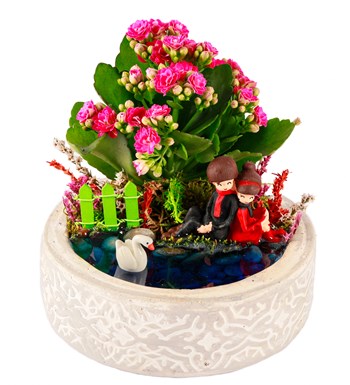 Beton Saksıda Sırt Sırta Kalanchoe Teraryum görsel 2