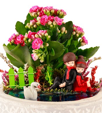 Beton Saksıda Sırt Sırta Kalanchoe Teraryum görsel 3